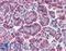 F-Box Protein 9 antibody, LS-B371, Lifespan Biosciences, Immunohistochemistry frozen image 