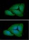 Fc Fragment Of IgG Receptor Ia antibody, NBP2-42685, Novus Biologicals, Immunofluorescence image 