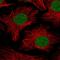 PHD Finger Protein 10 antibody, HPA055649, Atlas Antibodies, Immunofluorescence image 