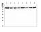 Programmed Cell Death 6 Interacting Protein antibody, M01751-1, Boster Biological Technology, Western Blot image 