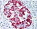 Amylin antibody, MCA1126, Bio-Rad (formerly AbD Serotec) , Immunohistochemistry paraffin image 
