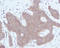 C-X-C Motif Chemokine Ligand 10 antibody, PP1039P2, Origene, Immunohistochemistry frozen image 