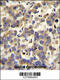 LY6/PLAUR Domain Containing 4 antibody, 55-135, ProSci, Immunohistochemistry paraffin image 