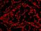 CREB Binding Protein antibody, IHC-00332, Bethyl Labs, Immunofluorescence image 