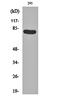 Caldesmon 1 antibody, orb159750, Biorbyt, Western Blot image 