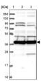 Mitochondrial Ribosomal Protein S35 antibody, PA5-58421, Invitrogen Antibodies, Western Blot image 