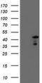 Plasma serine protease inhibitor antibody, NBP2-01833, Novus Biologicals, Western Blot image 