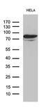 Male-specific lethal 2 homolog antibody, M02712, Boster Biological Technology, Western Blot image 