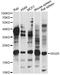 Interferon Stimulated Exonuclease Gene 20 antibody, LS-C749727, Lifespan Biosciences, Western Blot image 