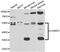 Hyaluronan Binding Protein 2 antibody, PA5-77064, Invitrogen Antibodies, Western Blot image 