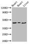 Enoyl-CoA Delta Isomerase 2 antibody, CSB-PA527983LA01HU, Cusabio, Western Blot image 