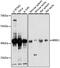 Biogenesis Of Ribosomes BRX1 antibody, 15-566, ProSci, Western Blot image 