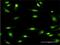 Minichromosome Maintenance Complex Component 3 antibody, H00004172-M04, Novus Biologicals, Immunofluorescence image 