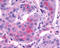 LHRHR antibody, TA340817, Origene, Immunohistochemistry frozen image 