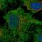 Dachsous Cadherin-Related 1 antibody, HPA017970, Atlas Antibodies, Immunocytochemistry image 