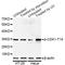 Cyclin Dependent Kinase 1 antibody, AP0015, ABclonal Technology, Western Blot image 