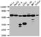hnRNP I antibody, CSB-RA987652A0HU, Cusabio, Western Blot image 