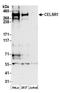 CELR1 antibody, A304-433A, Bethyl Labs, Western Blot image 