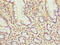 Mitochondrial Ribosomal Protein L51 antibody, CSB-PA687045LA01HU, Cusabio, Immunohistochemistry frozen image 