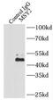 Y-Box Binding Protein 2 antibody, FNab05386, FineTest, Immunoprecipitation image 