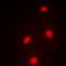 Metal Response Element Binding Transcription Factor 2 antibody, orb341237, Biorbyt, Immunofluorescence image 