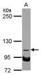 N-Deacetylase And N-Sulfotransferase 3 antibody, PA5-28057, Invitrogen Antibodies, Western Blot image 