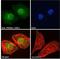 PR/SET Domain 1 antibody, LS-B8314, Lifespan Biosciences, Immunofluorescence image 