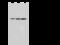 Keratin 18 antibody, 106782-T36, Sino Biological, Western Blot image 