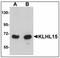Kelch-like protein 15 antibody, AP23878PU-N, Origene, Western Blot image 
