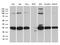 Ribosomal Protein L7a antibody, LS-C792947, Lifespan Biosciences, Western Blot image 
