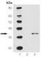 Cyclin-dependent kinase 1 antibody, ADI-905-704-100, Enzo Life Sciences, Western Blot image 