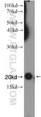 NADH:Ubiquinone Oxidoreductase Complex Assembly Factor 4 antibody, 26003-1-AP, Proteintech Group, Western Blot image 