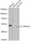 Patatin Like Phospholipase Domain Containing 3 antibody, 22-411, ProSci, Western Blot image 