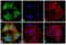 Rat IgG Isotype Control antibody, PA1-28638, Invitrogen Antibodies, Immunofluorescence image 