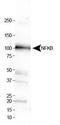 Nuclear Factor Kappa B Subunit 1 antibody, TA336824, Origene, Western Blot image 