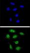 DNA repair protein XRCC3 antibody, LS-C160671, Lifespan Biosciences, Immunocytochemistry image 