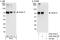 SEPT9 antibody, A302-353A, Bethyl Labs, Immunoprecipitation image 