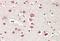 Neurobeachin antibody, NB100-55385, Novus Biologicals, Immunohistochemistry paraffin image 