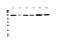 Fms Related Tyrosine Kinase 1 antibody, A00534, Boster Biological Technology, Western Blot image 