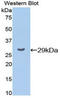 Cyclin D1 antibody, LS-C297514, Lifespan Biosciences, Western Blot image 
