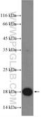 Cas9 antibody, 26758-1-AP, Proteintech Group, Western Blot image 