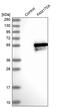 Family With Sequence Similarity 170 Member A antibody, PA5-58160, Invitrogen Antibodies, Western Blot image 