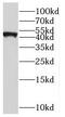 Solute carrier family 22 member 18 antibody, FNab07921, FineTest, Western Blot image 