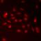 RAD9 Checkpoint Clamp Component A antibody, orb412039, Biorbyt, Immunofluorescence image 