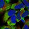 Coiled-Coil Domain Containing 189 antibody, HPA046289, Atlas Antibodies, Immunofluorescence image 