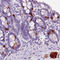 Secretagogin, EF-Hand Calcium Binding Protein antibody, AMAb90630, Atlas Antibodies, Immunohistochemistry frozen image 