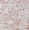 Serine Racemase antibody, FNab08241, FineTest, Immunohistochemistry frozen image 