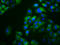 Otopetrin 1 antibody, LS-C680989, Lifespan Biosciences, Immunofluorescence image 
