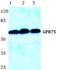Probable G-protein coupled receptor 75 antibody, A13384-1, Boster Biological Technology, Western Blot image 