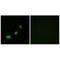 Acyl-CoA Thioesterase 1 antibody, A11454, Boster Biological Technology, Immunohistochemistry frozen image 